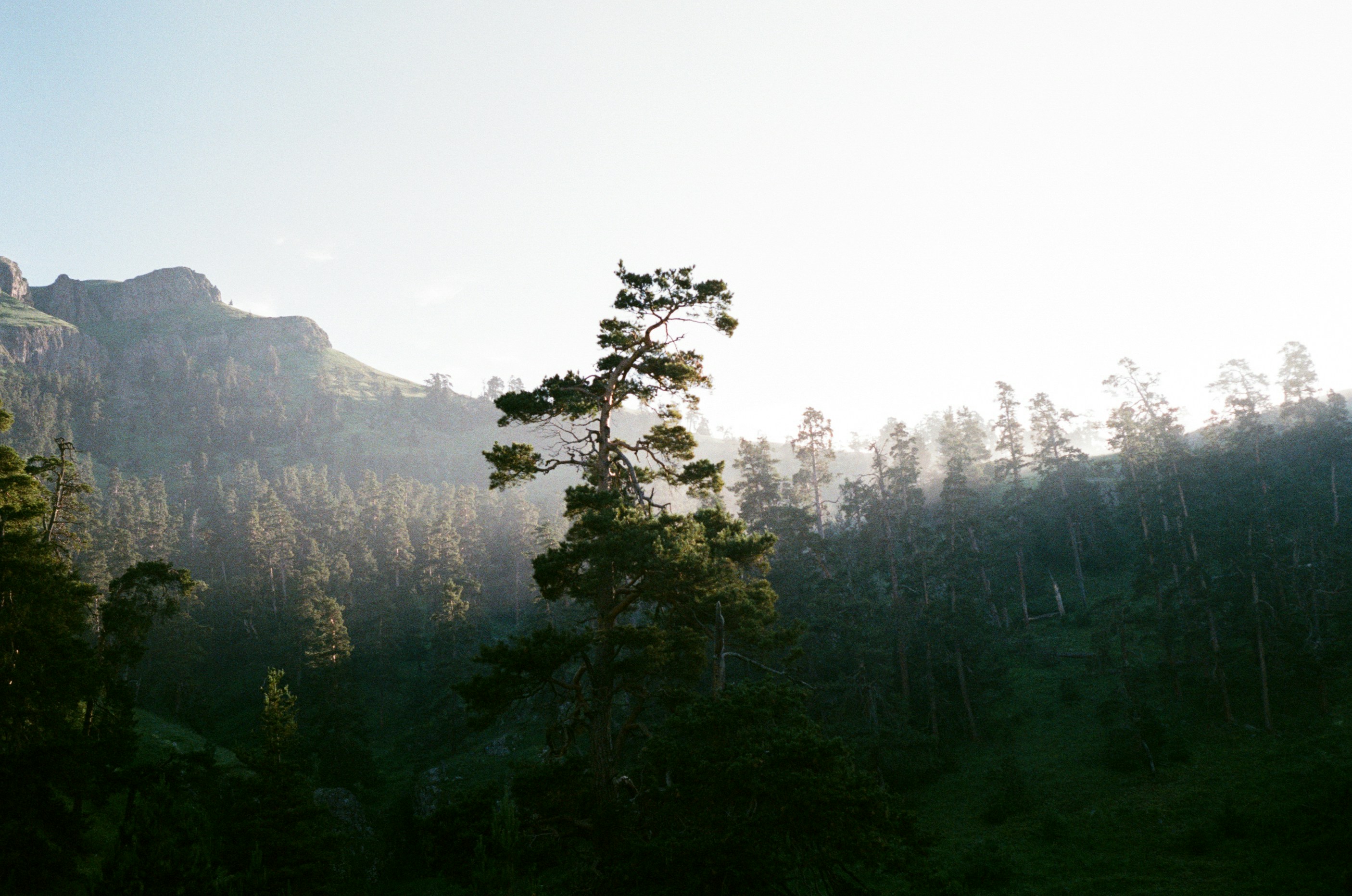 Borjomi