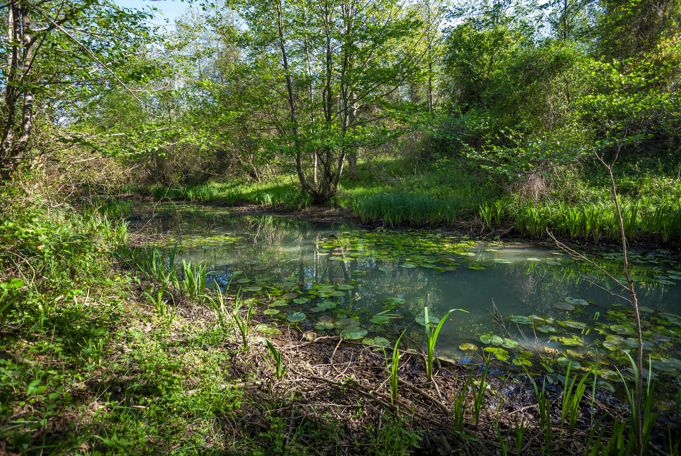 Georgian National Park