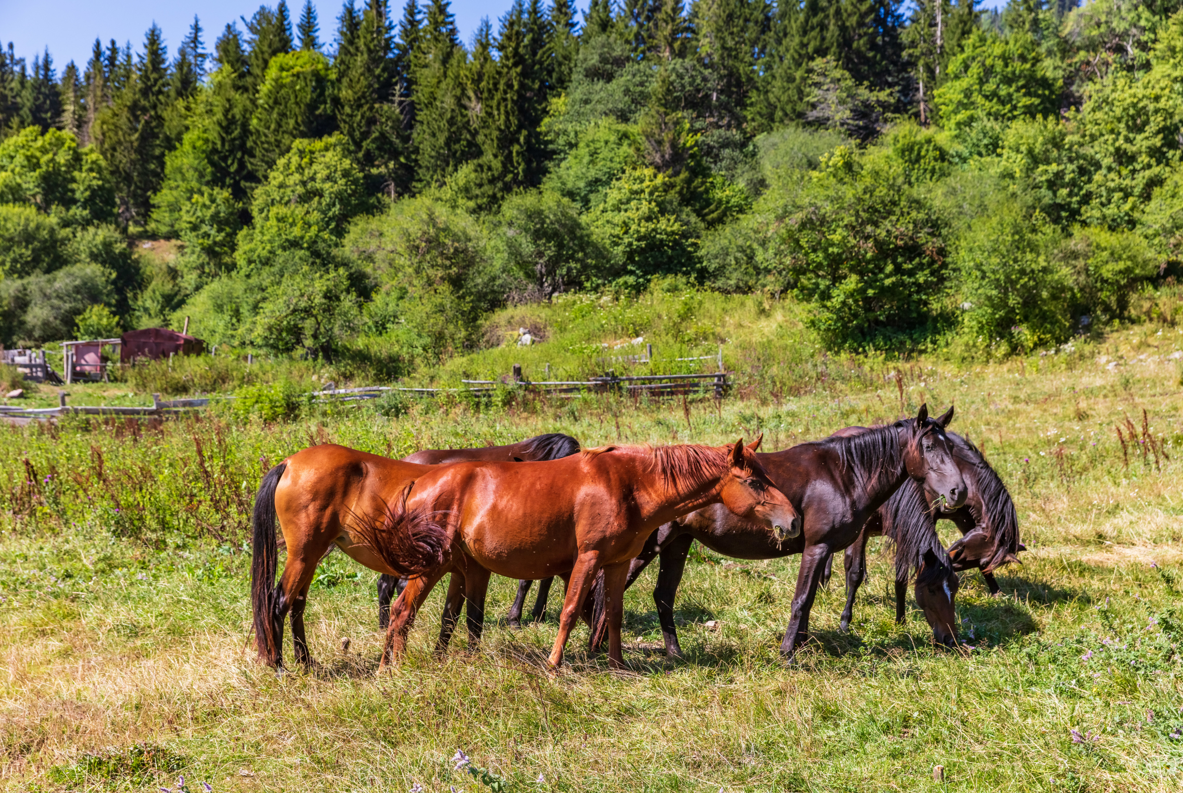 Georgian National Park